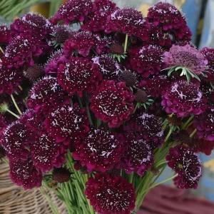 Scabiosa Merlot Red Seeds - 50 Seeds, Deep Red Blooms, Pollinator Friendly, Cut Flower - Image 2
