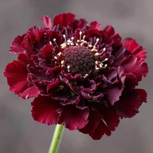Scabiosa Merlot Red Seeds - 50 Seeds, Deep Red Blooms, Pollinator Friendly, Cut Flower - Image 3