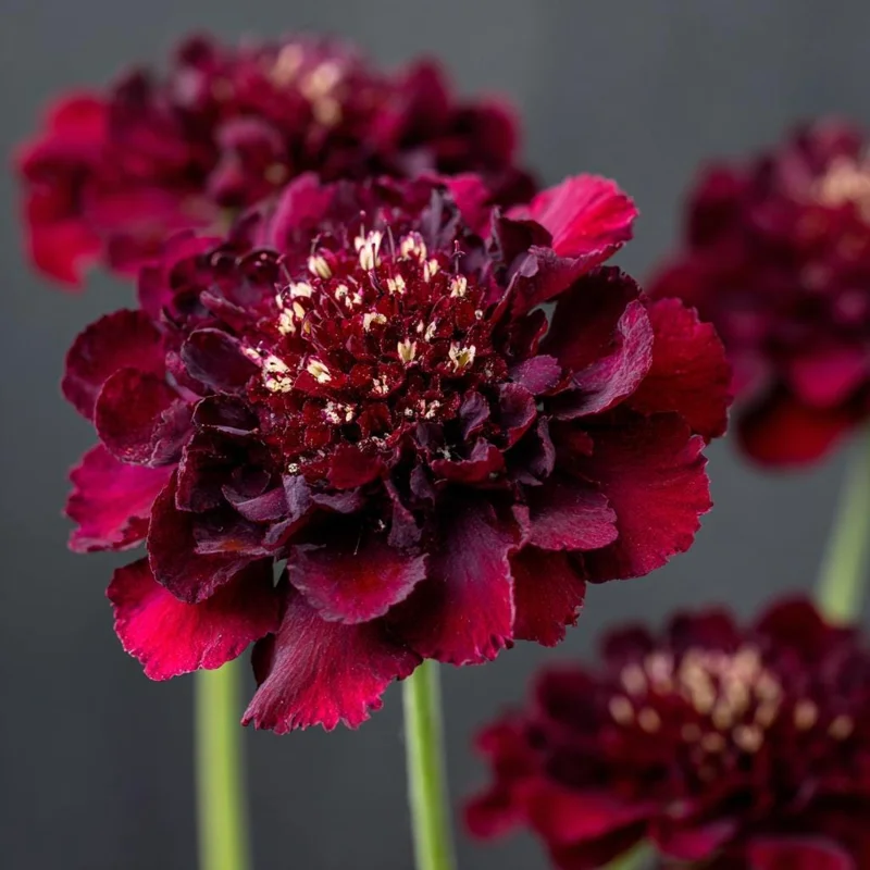 Scabiosa Merlot Red Seeds - 50 Seeds, Deep Red Blooms, Pollinator Friendly, Cut Flower - Image 4