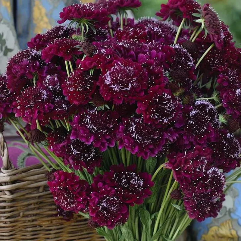 Scabiosa Merlot Red Seeds - 50 Seeds, Deep Red Blooms, Pollinator Friendly, Cut Flower - Image 1