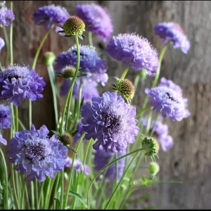 Scabiosa Oxford Blue Seeds - 50 Seed Packet - Soft Blue Pincushion Flowers - Image 2