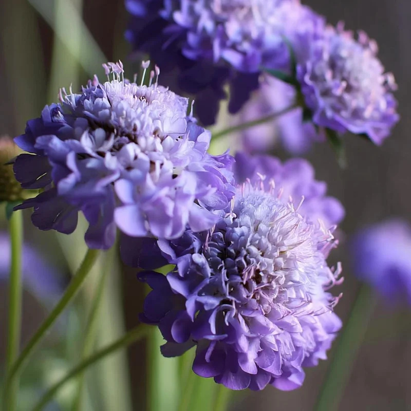 Scabiosa Oxford Blue Seeds - 50 Seed Packet - Soft Blue Pincushion Flowers - Image 3