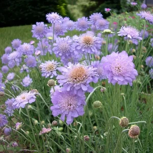 Scabiosa Oxford Blue Seeds - 50 Seed Packet - Soft Blue Pincushion Flowers - Image 4