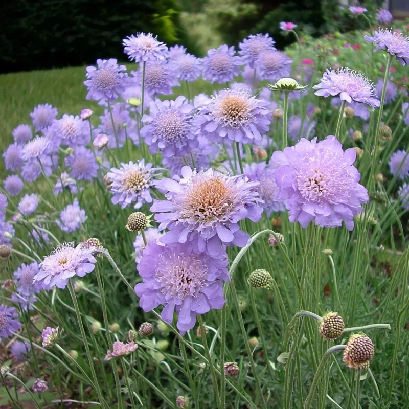 Scabiosa Oxford Blue Seeds - 50 Seed Packet - Soft Blue Pincushion Flowers - Image 4