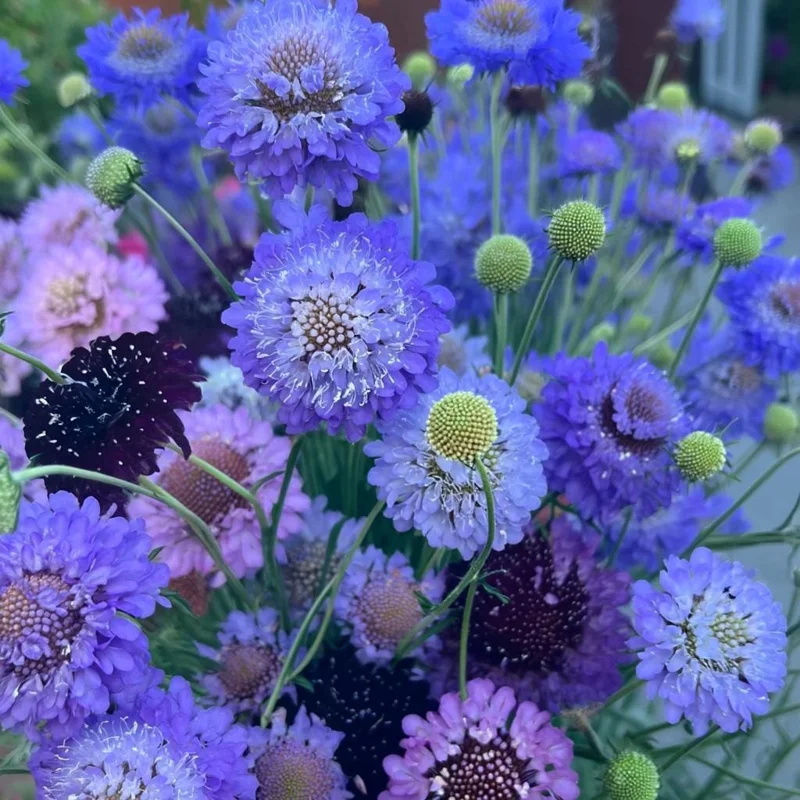 Scabiosa Oxford Blue Seeds - 50 Seed Packet - Soft Blue Pincushion Flowers - Image 5