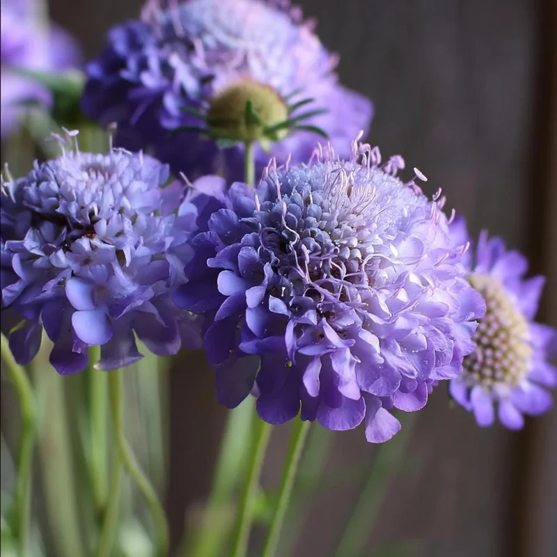 Scabiosa Oxford Blue Seeds - 50 Seed Packet - Soft Blue Pincushion Flowers - Image 1