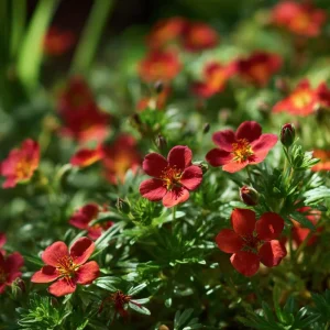 Scarlet Cinquefoil Seeds - Potentilla thurberi Heirloom Flower Seeds, 200 Count, Outdoor Perennial - Image 2