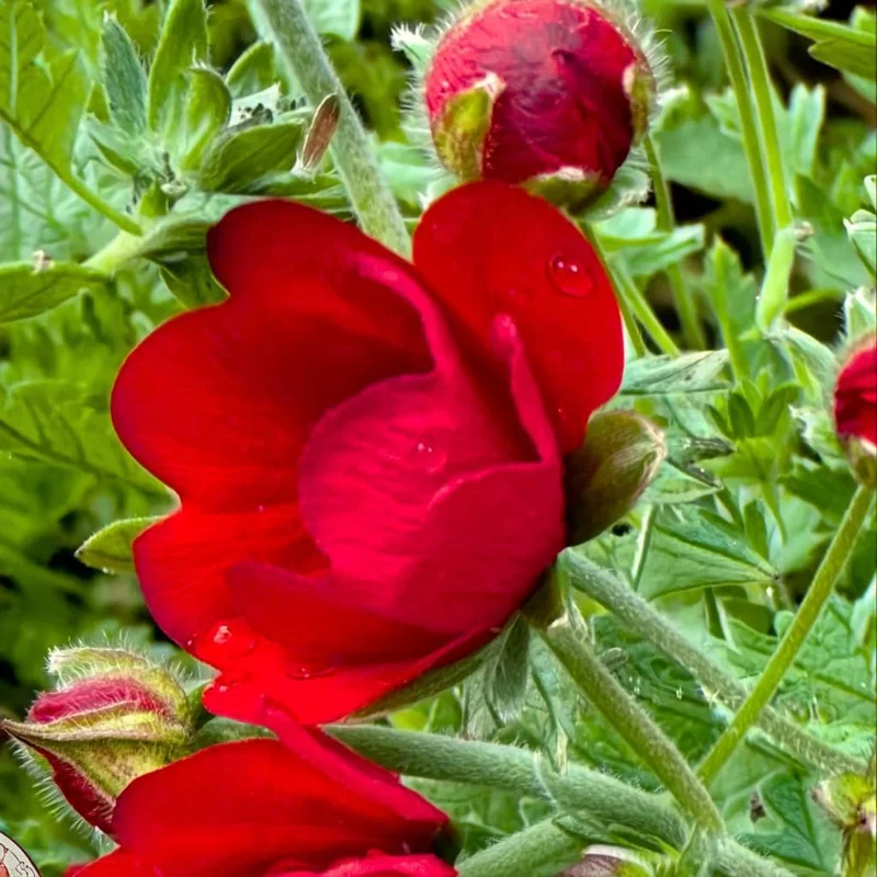 Scarlet Cinquefoil Seeds - Potentilla thurberi Heirloom Flower Seeds, 200 Count, Outdoor Perennial - Image 3