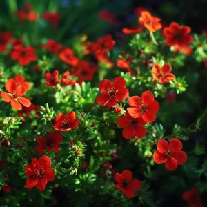 Scarlet Cinquefoil Seeds - Potentilla thurberi Heirloom Flower Seeds, 200 Count, Outdoor Perennial - Image 4