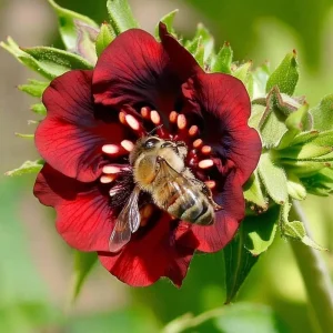 Scarlet Cinquefoil Seeds - Potentilla thurberi Heirloom Flower Seeds, 200 Count, Outdoor Perennial - Image 1