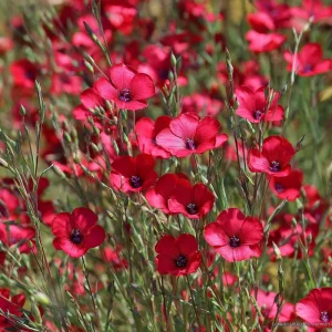 Scarlet Flax Seeds - Linum grandiflorum Red Wildflower Seeds, 100 Count, Pollinator Friendly, Easy Grow Annuals - Image 2