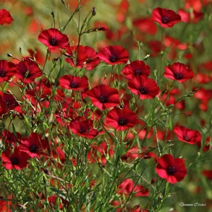 Scarlet Flax Seeds - Linum grandiflorum Red Wildflower Seeds, 100 Count, Pollinator Friendly, Easy Grow Annuals - Image 3