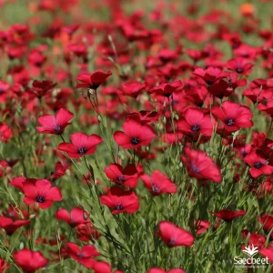 Scarlet Flax Seeds - Linum grandiflorum Red Wildflower Seeds, 100 Count, Pollinator Friendly, Easy Grow Annuals - Image 4