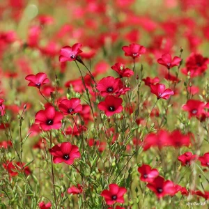 Scarlet Flax Seeds - Linum grandiflorum Red Wildflower Seeds, 100 Count, Pollinator Friendly, Easy Grow Annuals - Image 1