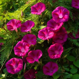 Scarlet O'Hara Morning Glory Seeds - Red Ipomoea Nil Vine - 50 Seed Pack - Image 2