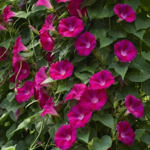 Scarlet O'Hara Morning Glory Seeds - Red Ipomoea Nil Vine - 50 Seed Pack - Image 3