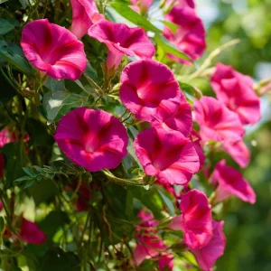 Scarlet O'Hara Morning Glory Seeds - Red Ipomoea Nil Vine - 50 Seed Pack - Image 1