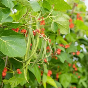 Scarlet Runner Bean Seeds - 15 Count Packet - Heirloom, Edible, Climbing Vines - Image 3