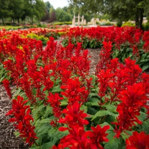 Scarlet Sage Seeds - 100 Count, Vibrant Red Blooms, Attracts Pollinators - Image 2