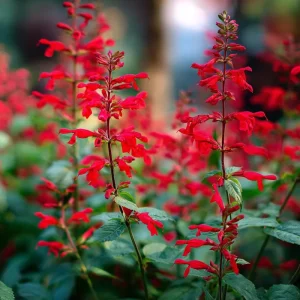 Scarlet Sage Seeds - 100 Count, Vibrant Red Blooms, Attracts Pollinators - Image 3