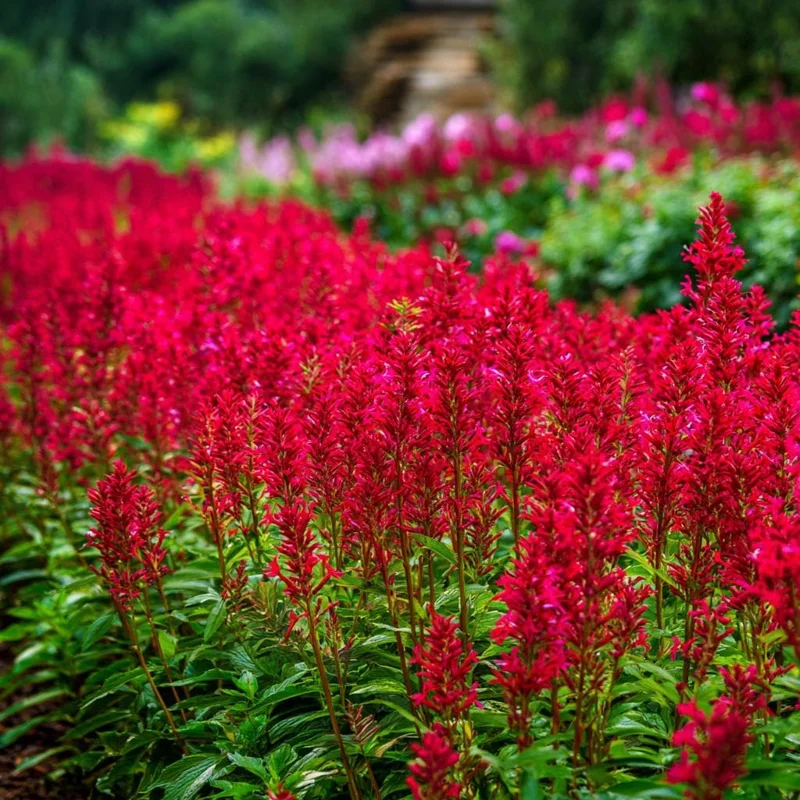 Scarlet Sage Seeds - 100 Count, Vibrant Red Blooms, Attracts Pollinators - Image 4