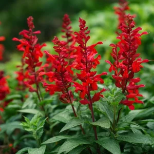 Scarlet Sage Seeds - 100 Count, Vibrant Red Blooms, Attracts Pollinators - Image 1