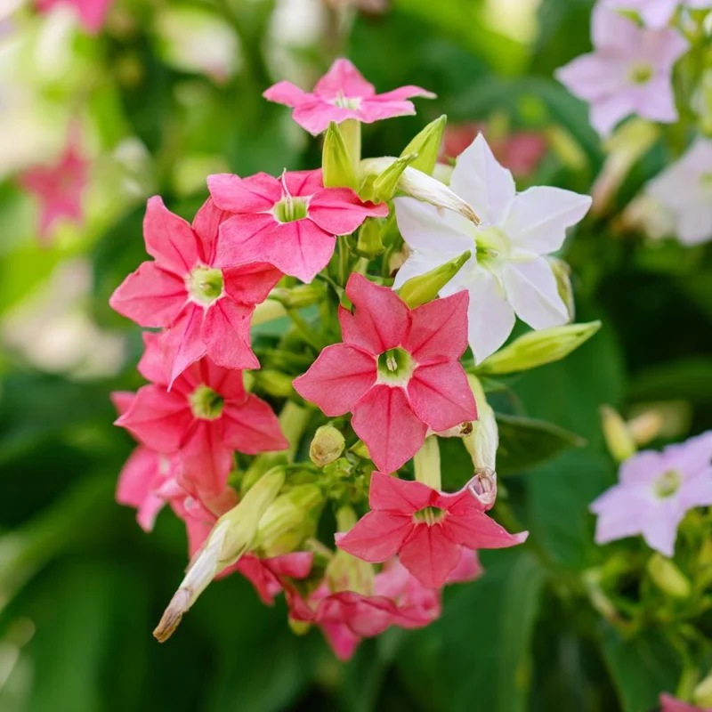 Sensation Flowering Tobacco Seeds Mix - 500 Fragrant Nicotiana Alata Seeds, Vibrant Colors, Attracts Pollinators - Image 3