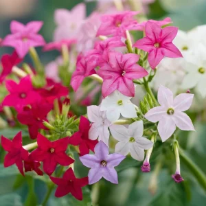 Sensation Flowering Tobacco Seeds Mix - 500 Fragrant Nicotiana Alata Seeds, Vibrant Colors, Attracts Pollinators - Image 4