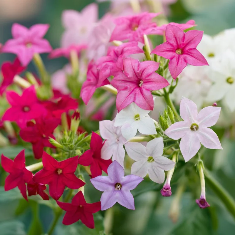 Sensation Flowering Tobacco Seeds Mix - 500 Fragrant Nicotiana Alata Seeds, Vibrant Colors, Attracts Pollinators - Image 4