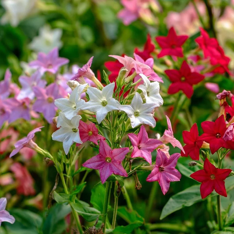 Sensation Flowering Tobacco Seeds Mix - 500 Fragrant Nicotiana Alata Seeds, Vibrant Colors, Attracts Pollinators - Image 6