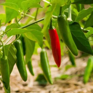 Serrano Pepper Live Plant - 2 Plants, 100 Days Old, 4-Inch Pot, Hot Peppers for Harvesting - Image 2
