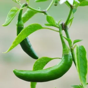 Serrano Pepper Live Plant - 2 Plants, 100 Days Old, 4-Inch Pot, Hot Peppers for Harvesting - Image 3