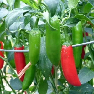 Serrano Pepper Live Plant - 2 Plants, 100 Days Old, 4-Inch Pot, Hot Peppers for Harvesting - Image 4