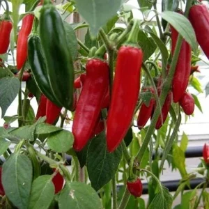 Serrano Pepper Live Plant - 2 Plants, 100 Days Old, 4-Inch Pot, Hot Peppers for Harvesting - Image 5