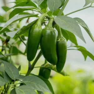 Serrano Pepper Live Plant - 2 Plants, 100 Days Old, 4-Inch Pot, Hot Peppers for Harvesting - Image 6