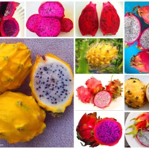 Set of 2 Dragon Fruit Cuttings Mix - Live Plant Starter Kit, Indoor/Outdoor - Image 2