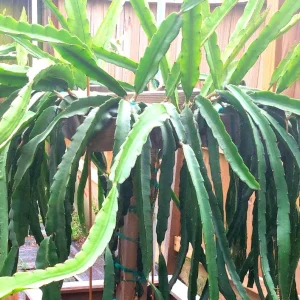 Set of 2 Dragon Fruit Cuttings Mix - Live Plant Starter Kit, Indoor/Outdoor - Image 3