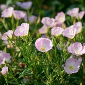 Showy Evening Primrose Seeds – 500 Count, Pink Fragrant Blooms, Perennial, Oenothera speciosa - Image 2