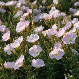 Showy Evening Primrose Seeds – 500 Count, Pink Fragrant Blooms, Perennial, Oenothera speciosa - Image 3
