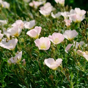 Showy Evening Primrose Seeds – 500 Count, Pink Fragrant Blooms, Perennial, Oenothera speciosa - Image 4