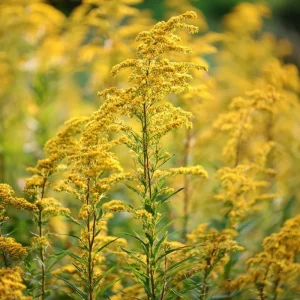 Showy Goldenrod Seeds - 200 Count - Easy Perennial Wildflower for Pollinators - Image 2