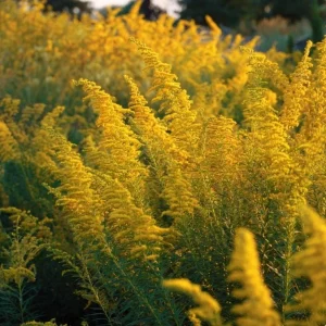 Showy Goldenrod Seeds - 200 Count - Easy Perennial Wildflower for Pollinators - Image 3