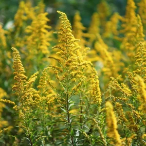 Showy Goldenrod Seeds - 200 Count - Easy Perennial Wildflower for Pollinators - Image 4
