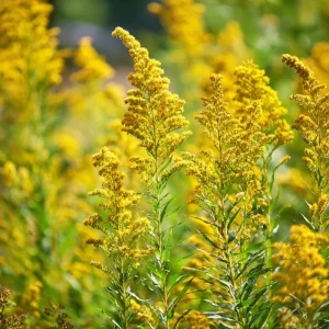 Showy Goldenrod Seeds - 200 Count - Easy Perennial Wildflower for Pollinators - Image 1