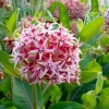 Showy Milkweed Seeds - Asclepias speciosa 50 Seeds for Pollinator & Monarch Gardens - Image 1