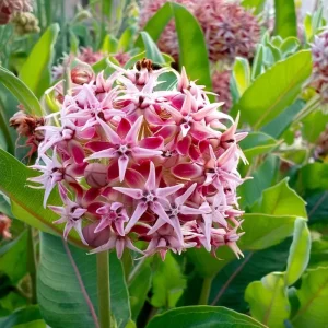Showy Milkweed Seeds - Asclepias speciosa 50 Seeds for Pollinator & Monarch Gardens - Image 1