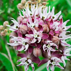 Showy Milkweed Seeds - Asclepias speciosa 50 Seeds for Pollinator & Monarch Gardens - Image 2