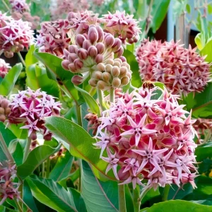 Showy Milkweed Seeds - Asclepias speciosa 50 Seeds for Pollinator & Monarch Gardens - Image 3