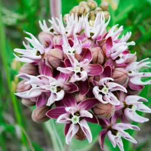 Showy Milkweed Seeds - Asclepias speciosa 50 Seeds for Pollinator & Monarch Gardens - Image 4