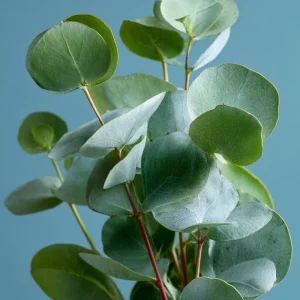 Silver Dollar Eucalyptus Seeds - 10 Fragrant Eucalyptus Polyanthemos Seeds - Image 4
